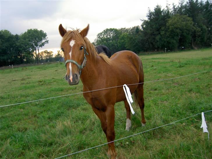 New Forest Clyde- {SOLGT} billede 2