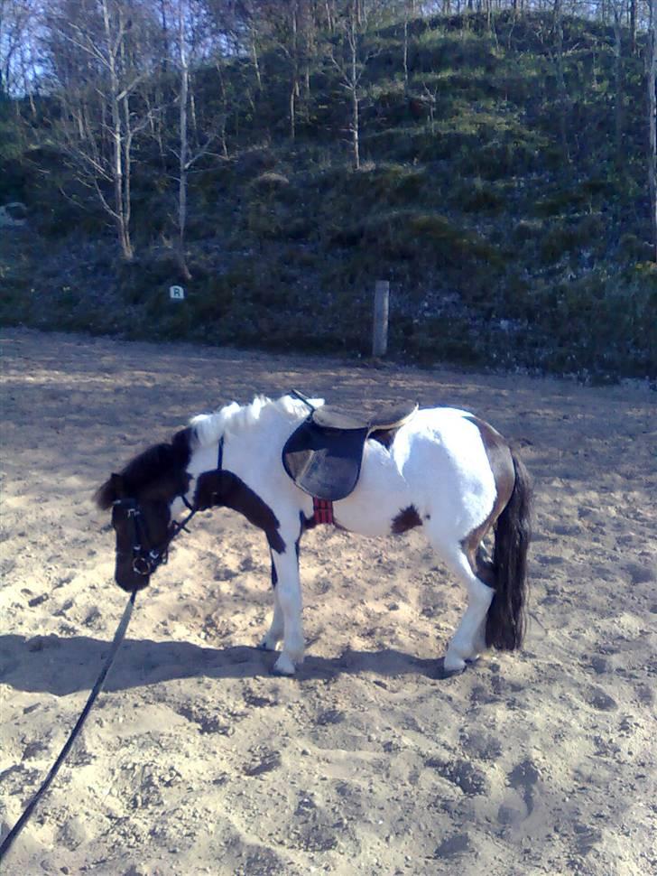Shetlænder tornado *solgt* billede 18