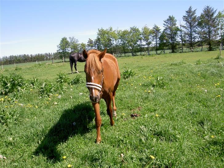 New Forest Clyde- {SOLGT} billede 3