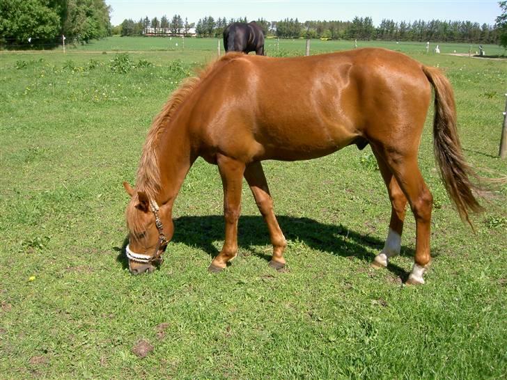 New Forest Clyde- {SOLGT} billede 4