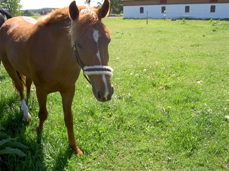 New Forest Clyde- {SOLGT} billede 5