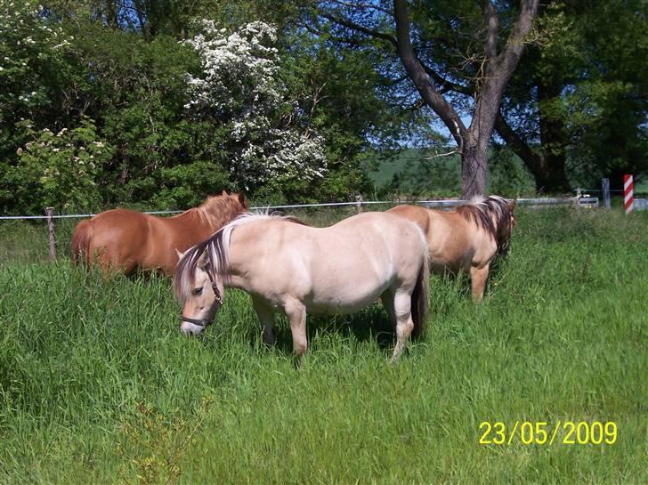 Fjordhest Hestehuset`s Flora SOLGT billede 6