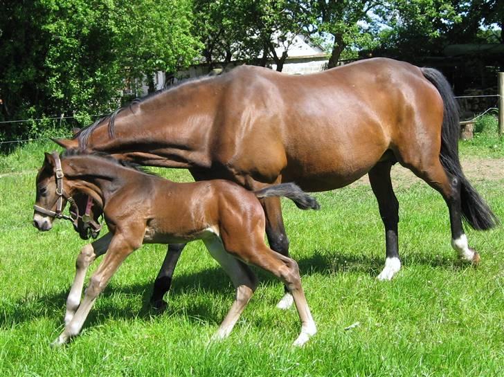 Dansk Varmblod Sasja af Lundsgård billede 11