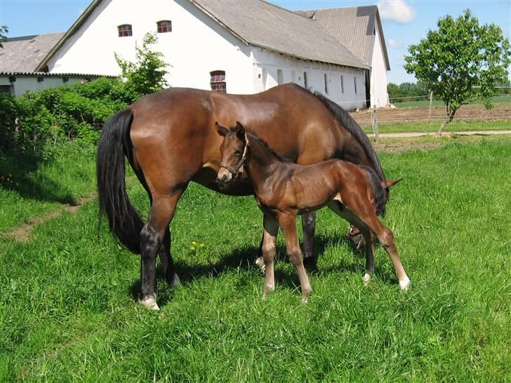 Dansk Varmblod Sasja af Lundsgård billede 12