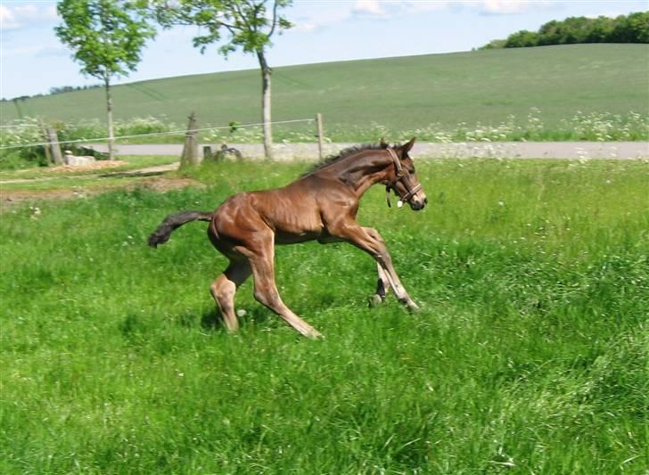 Dansk Varmblod Sasja af Lundsgård billede 13