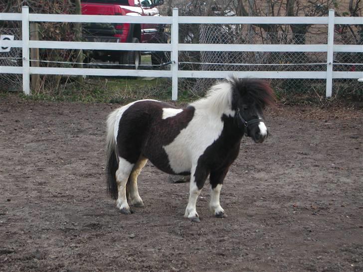 Shetlænder Little Jessica billede 1