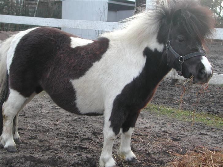 Shetlænder Little Jessica billede 2