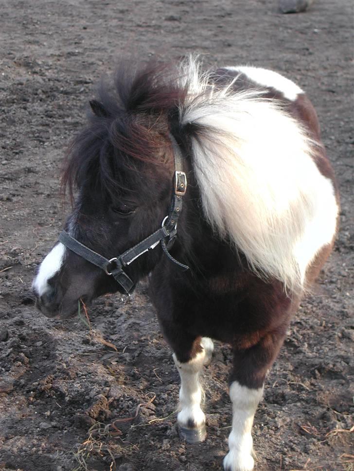 Shetlænder Little Jessica billede 3