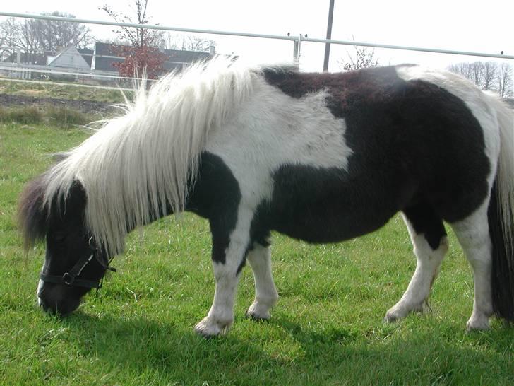 Shetlænder Little Jessica billede 4