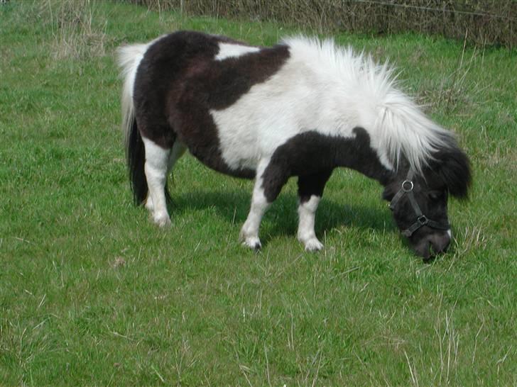 Shetlænder Little Jessica billede 5