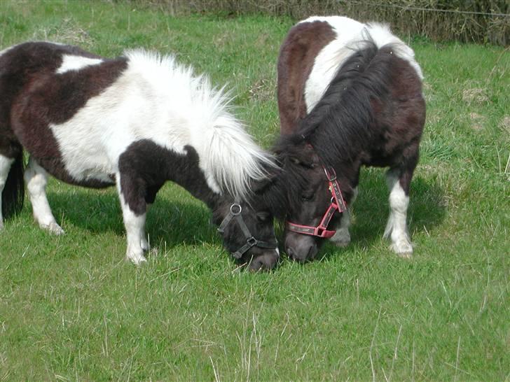 Shetlænder Little Jessica billede 6