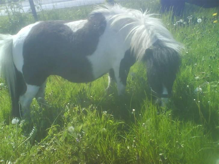 Shetlænder Little Jessica billede 7