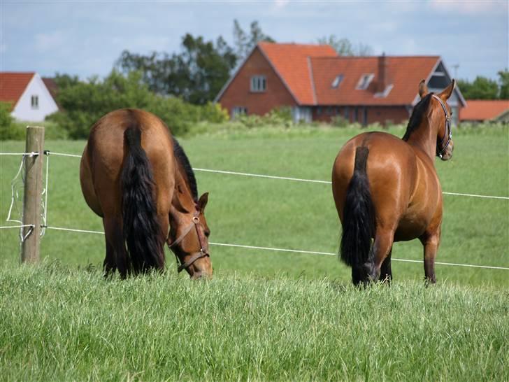 Pura Raza Española Evita Edoras - Fra D 22-Maj-2009   Rumperne af de to søstre :D billede 19