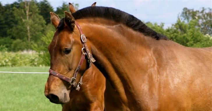 Pura Raza Española Evita Edoras - Fra D 22-Maj-2009    billede 20