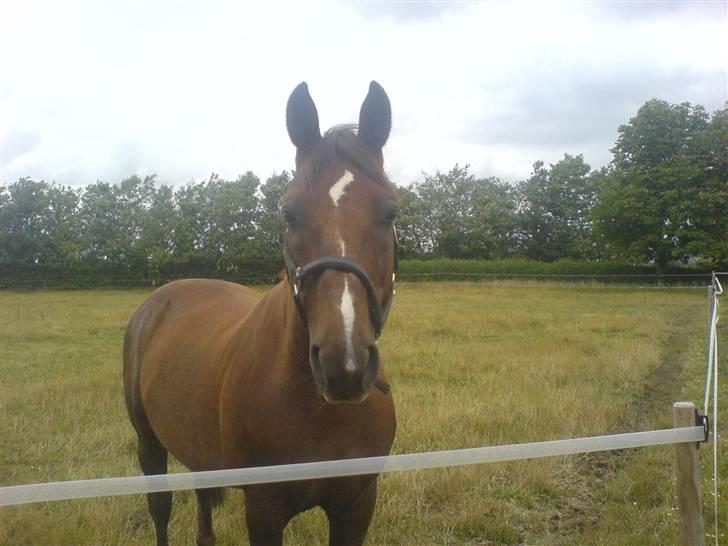 Anden særlig race Rasmus *R.I.P* - taget lige inden han døde :´( billede 6