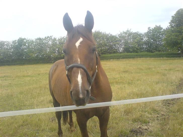 Anden særlig race Rasmus *R.I.P* - taget lige inden han døde :´( billede 7