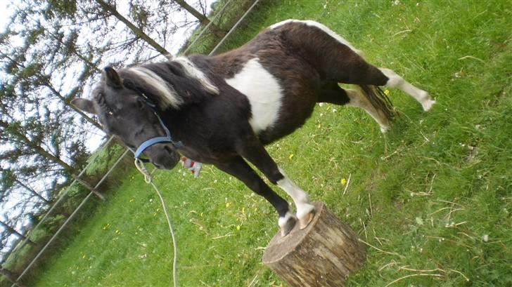 Shetlænder Mimmi - velkommen til lille Mimmi´s profil:) billede 1