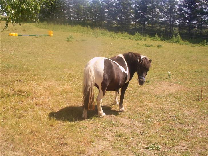 Shetlænder Mimmi - Mimmi på fold 2008 billede 2