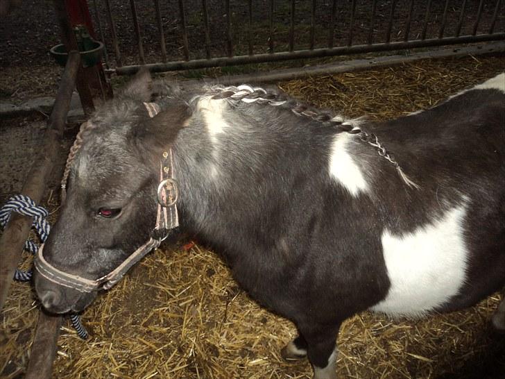 Shetlænder Mimmi billede 3