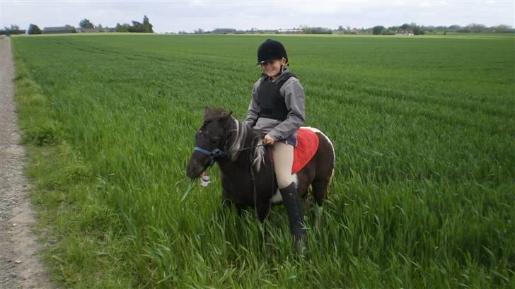 Shetlænder Mimmi billede 4