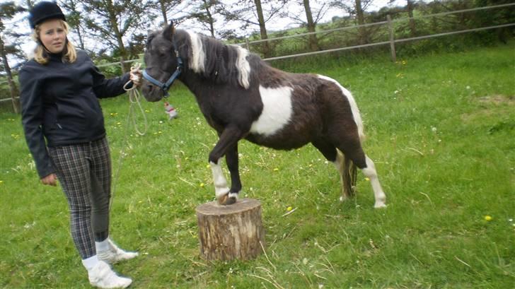 Shetlænder Mimmi - Line sammen med Mims:) billede 5