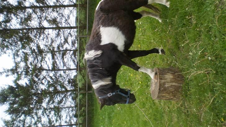 Shetlænder Mimmi - Mimmi ppå vej ned fra stuppen:) billede 6