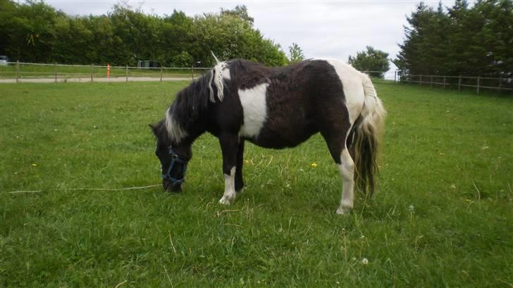 Shetlænder Mimmi - Mimmi efter ridning:) billede 7