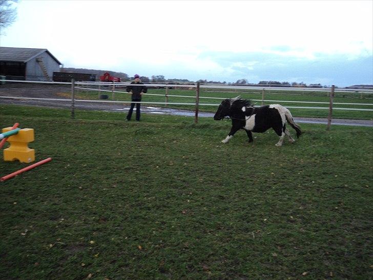 Shetlænder Mimmi - det kan godt være det er lidt slørret, men jeg syntes sku´ det skulle ind : D billede 8