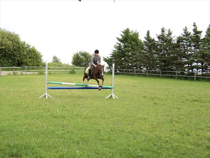 Welsh Pony (sec B) Snif - #7     spring træning ude i folden :) 60 cm... (den røg godt nok ned, men syntes det skulle ind alligevel:) billede 7