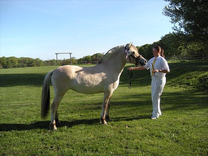 Fjordhest Isabella Strødam - Plagskue 2011 nr 2/4 8888 8 Isabella Strødam  2 år billede 2