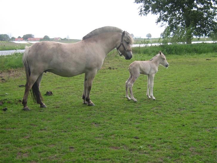 Fjordhest Isabella Strødam - Da jeg kom ud til Fea og Isabella på marken kl, 7,30 om morgen i regnvejr billede 4