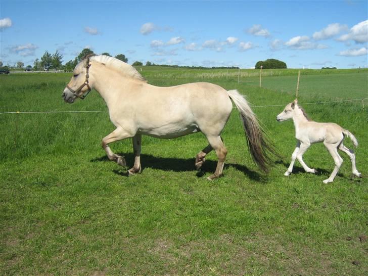 Fjordhest Isabella Strødam - Man kan også løbe billede 5