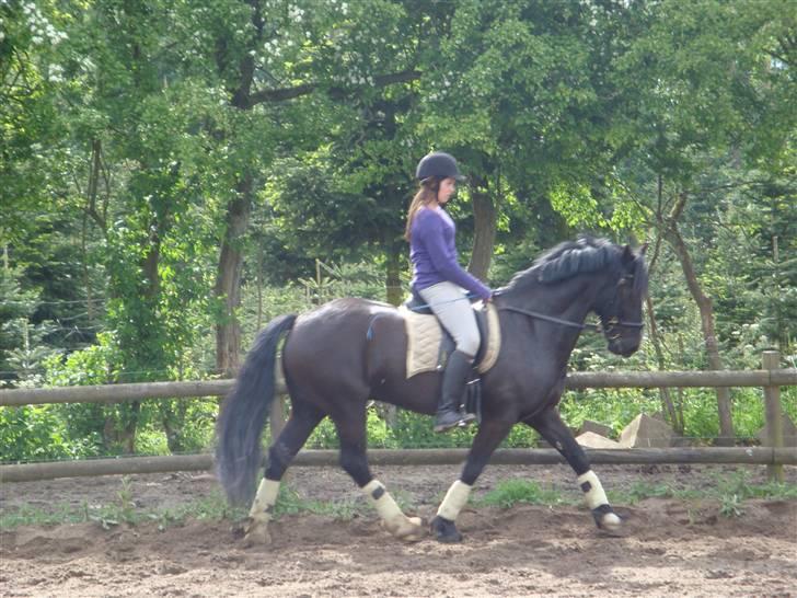 Welsh Cob (sec D) jet jewel "jj" *solgt* - dressuren<3 billede 9