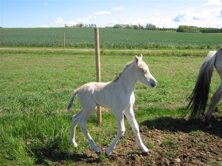 Fjordhest Isabella Strødam billede 6