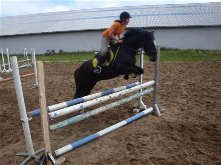 Welsh Cob (sec D) jet jewel "jj" *solgt* - wauw  billede 10