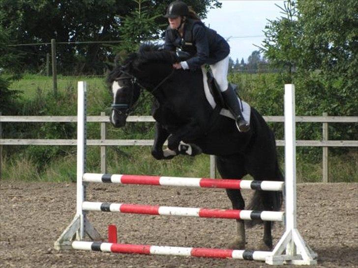 Welsh Cob (sec D) jet jewel "jj" *solgt* - jj & mig til stævne .. vandt en 2nd plads billede 11