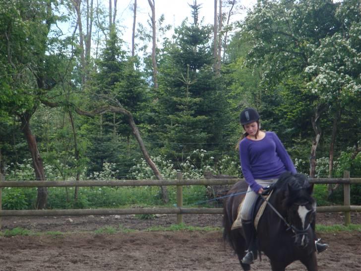 Welsh Cob (sec D) jet jewel "jj" *solgt* - jaaeh det er så min lille hyp.. billede 12