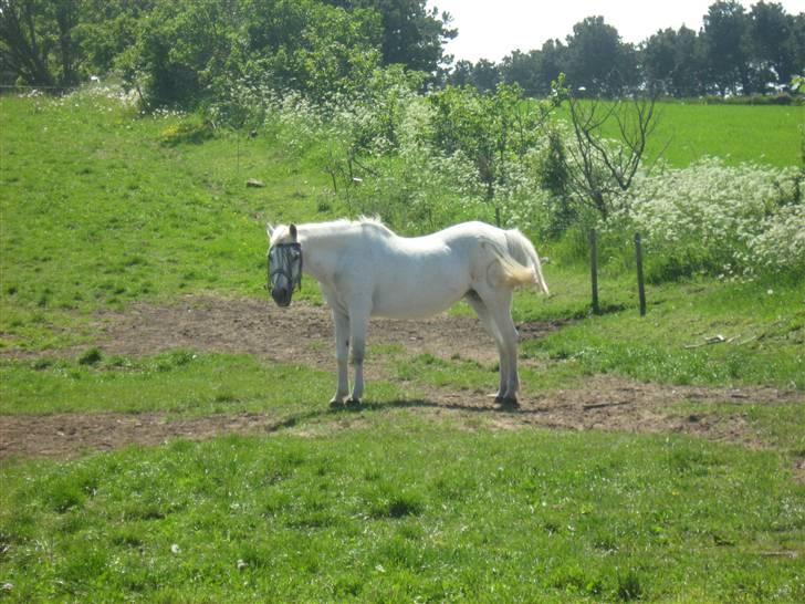 Anden særlig race Fraja<3 R.I.P:'( - 12: mulle på folden<3 18 år billede 12