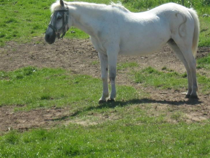 Anden særlig race Fraja<3 R.I.P:'( - 13: elsker dig<3 18 år billede 13