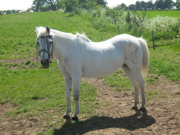 Anden særlig race Fraja<3 R.I.P:'( - 14: min Fraja<3 18 år billede 14