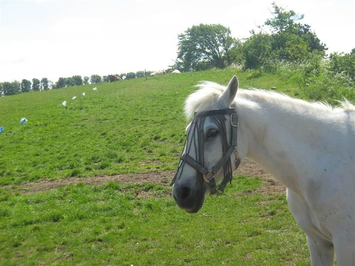 Anden særlig race Fraja<3 R.I.P:'( - 15: smukke<3 18 år billede 15