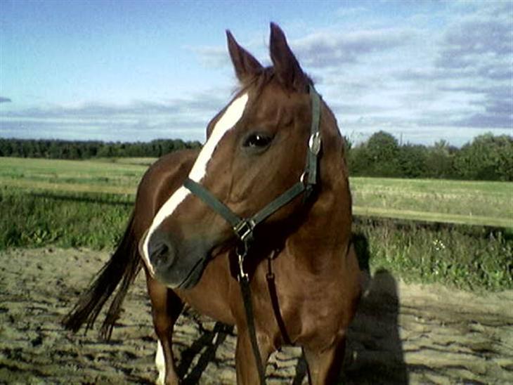 dansk-varmblod-aprilla-1992-smuk-hoppe-r-d-bred-blis-1