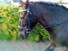 Anden særlig race Prins<3 R.I.P<3