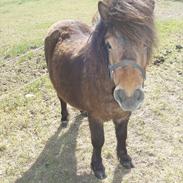 Shetlænder Damgaardens Camira