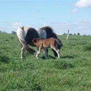 Shetlænder Damgaardens Camira