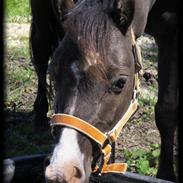 Welsh Pony af Cob-type (sec C) Temptation