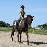 Welsh Pony af Cob-type (sec C) Temptation