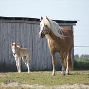 Tyroler Haflinger Paxandra Søgaard-Med føl