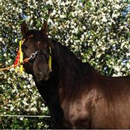 Pura Raza Española Chiclanero XI