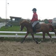 Anden særlig race Cindy H